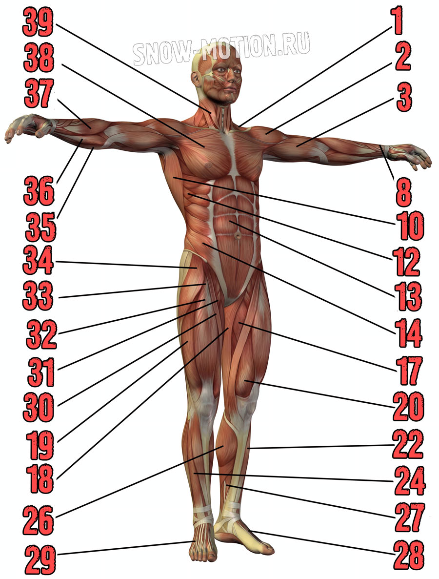 Мышцы человека спереди