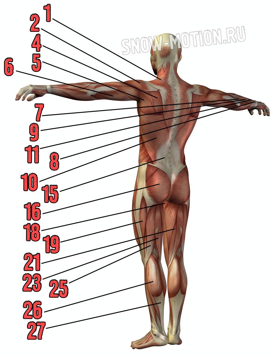 Мышцы человека сзади