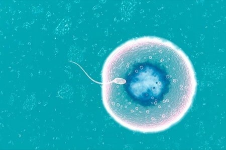 Сперматозоид входит в яйцеклетку