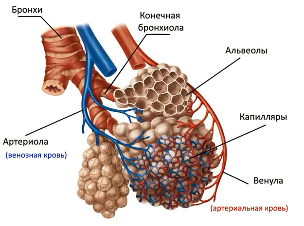 Строение легких