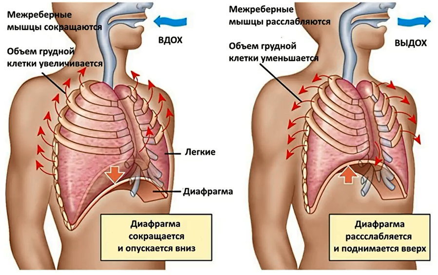 Схема дыхания