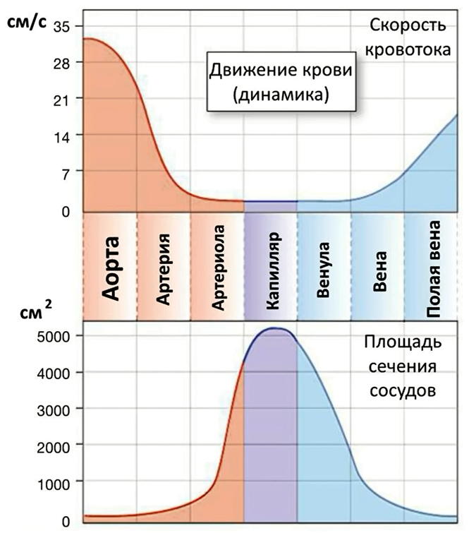 Скорость кровотока и площадь сосудов