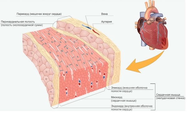 Строение сердца