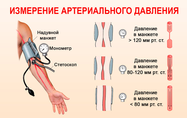 Скорость кровотока и площадь сосудов