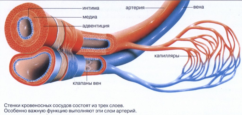 Скорость кровотока и площадь сосудов