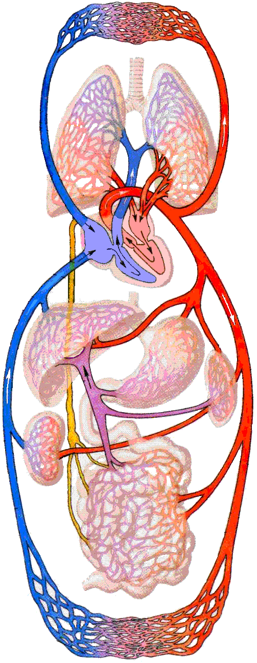 Большой и малый круги кровообращения