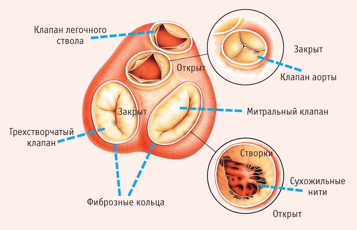 Строение сердца