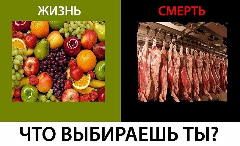 Здесь есть мясо. Вегетарианец и мясоед. Кишечник вегана и мясоеда. Не вегетарианец. Вегетарианство прикольные рисунки.