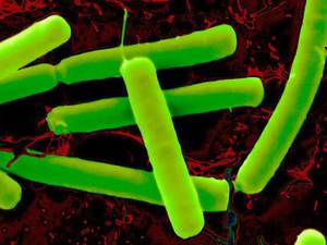 Как бороться с анаэробными бактериями