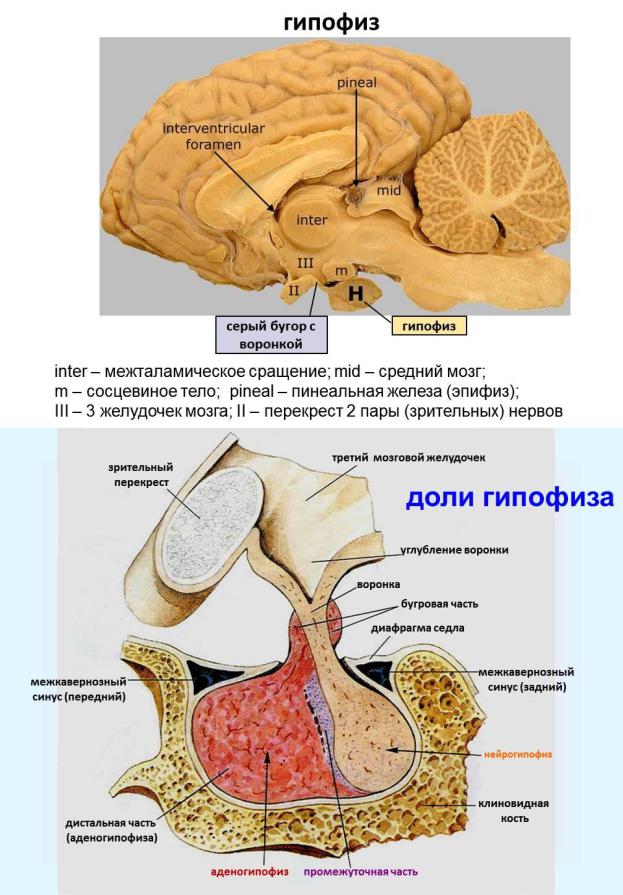 Гипофиз связан. Гипофиз строение. Гипофиз на препарате анатомия. Строение мозга гипофиз.