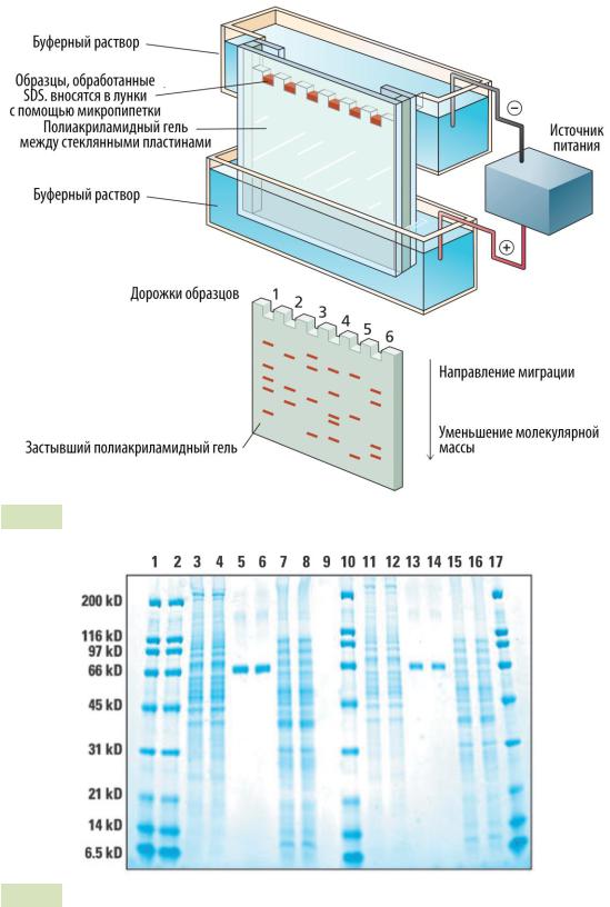 Электрофорез белков. SDS электрофорез в ПААГ. Прибор для электрофореза в полиакриламидном геле схема. Электрофорез в полиакриламидном геле (ПААГ). ПААГ электрофорез белков.