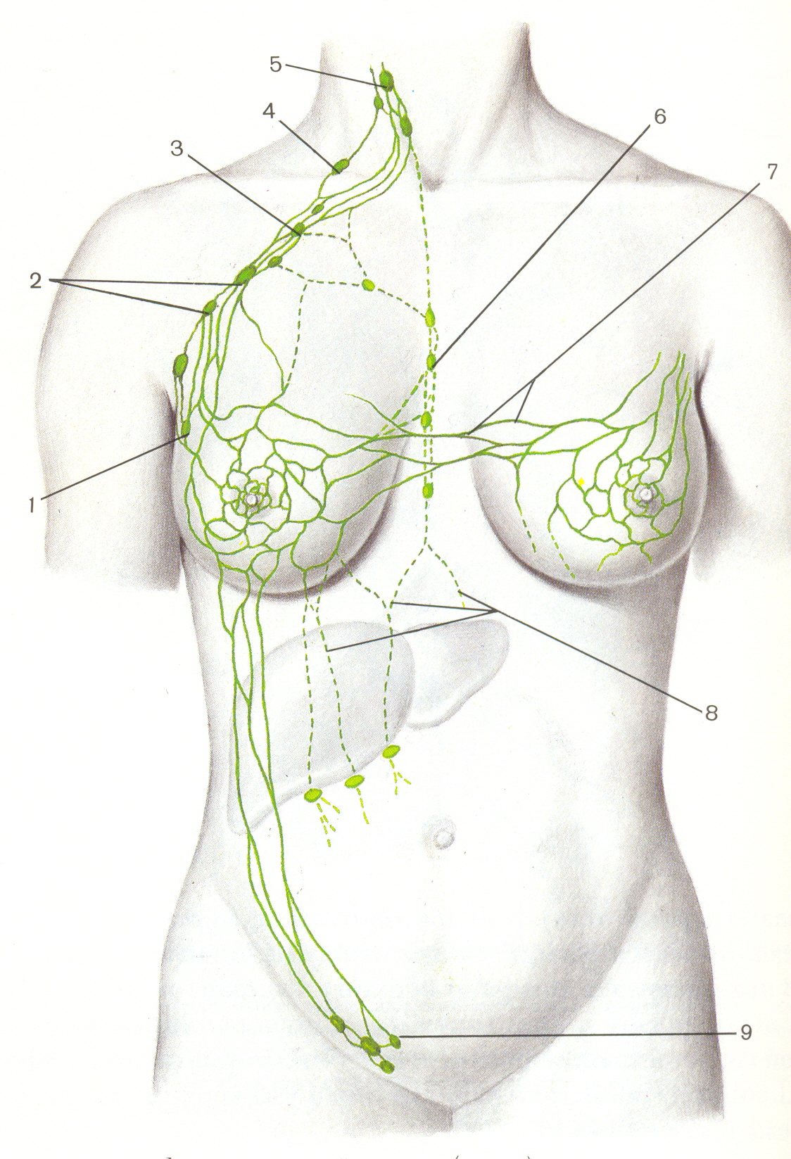узлы в груди у женщин что это значит фото 75