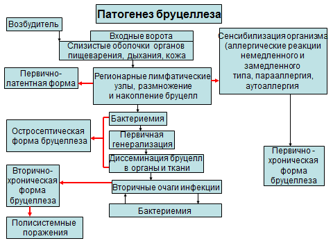 Наставления бруцеллез. Патогенез бруцеллеза микробиология. Бруцеллез патогенез схема. Бруцеллез этиология патогенез. Патогенез лабораторная диагностика бруцеллеза.