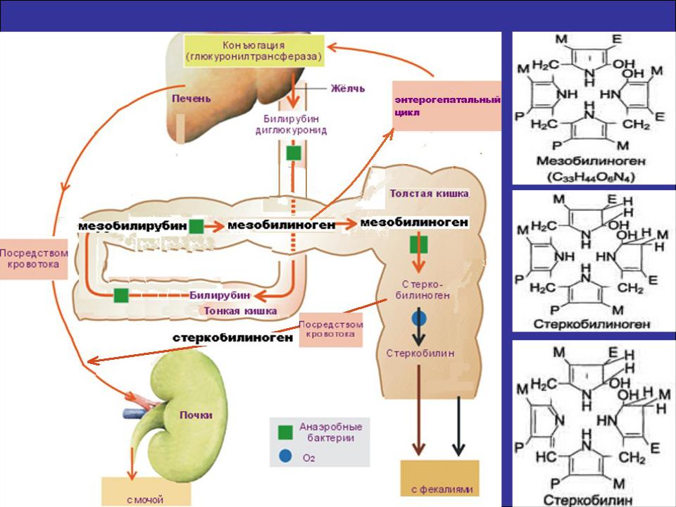 Обмен билирубина схема