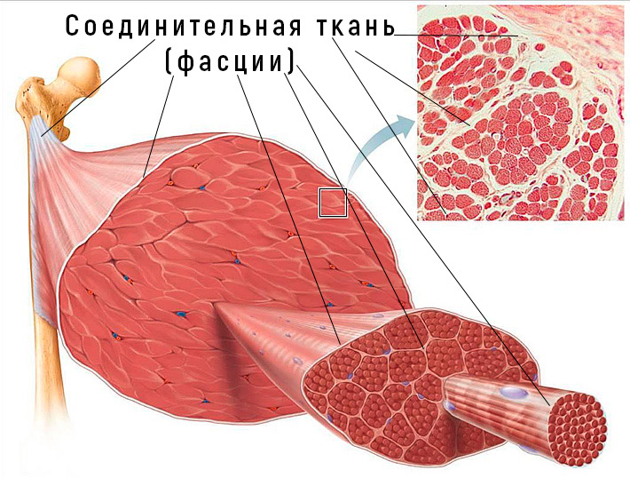 Что такое фасция