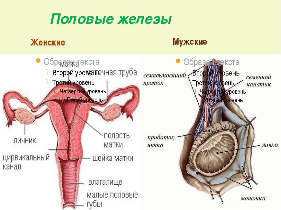 4 женская половая железа. Строение половой железы. Половые железы строение. Строение женских половых желез. Женские половые железы строение.