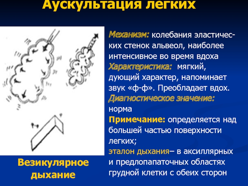 Схема везикулярного дыхания