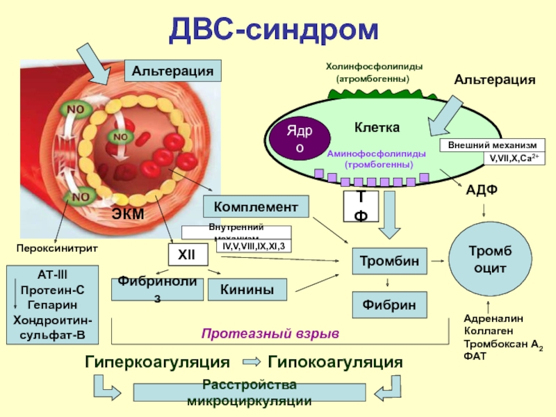 В схемах лечения двс синдрома присутствуют