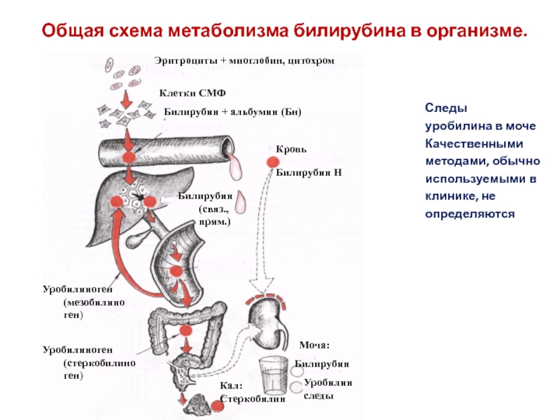 Обмен билирубина схема