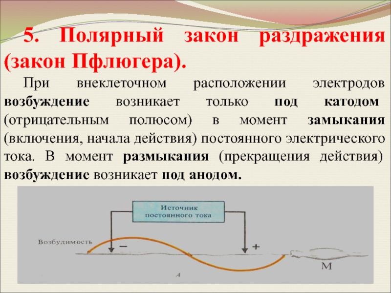 Возбуждение возникающее