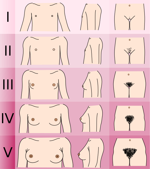 Tanner scale-female.svg