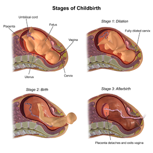 Stages of Childbirth.png