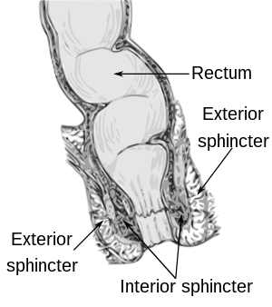 A cutaway anatomical diagram depicting the sigmoid colon, rectum, and anal canal.