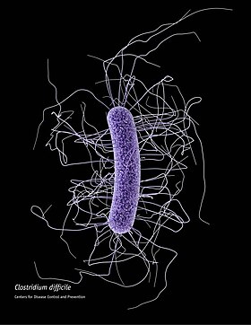 Clostridium difficile CDC.jpg