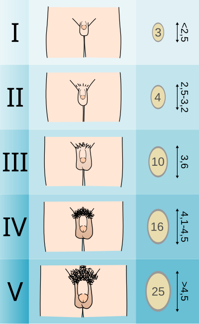 Tanner scale-male.svg