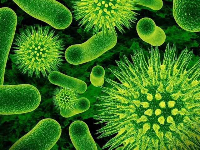Вредные бактерии
