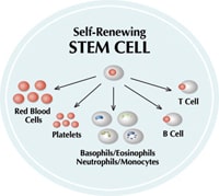 stem cells differentiate into other cell types