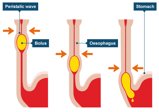 Пища в пищеводе. Прохождение пищи по пищеводу.