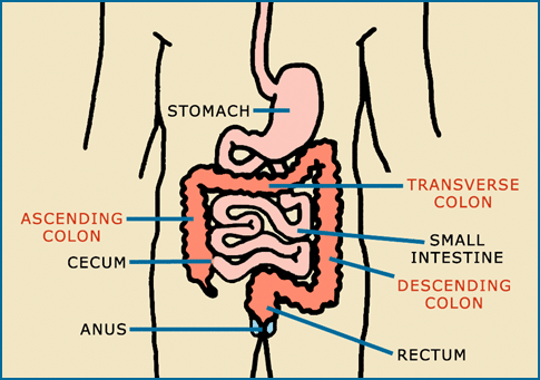 Digestive Tract Diagram