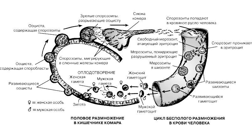 ЖИЗНЕННЫЙ ЦИКЛ МАЛЯРИЙНОГО ПАРАЗИТА включает две фазы: бесполое размножение в крови человека и половое размножение в комарах. После укуса зараженного комара возбудитель в форме активно плавающего спорозоита попадает в кровоток человека. Здесь спорозоит проникает в эритроцит, проходит стадию «кольца» и, увеличиваясь в размерах, превращается в шизонт. Шизонт подвергается делению с образованием множества мелких мерозоитов. Наполненные мерозоитами эритроциты разрушаются, и паразиты, а также токсичные продукты их метаболизма поступают в кровь; с этим моментом связаны характерные проявления малярии – озноб и лихорадка. Мерозоиты проникают в новые эритроциты, и цикл бесполого размножения повторяется. Небольшая часть мерозоитов превращается в половые формы – гаметоциты (мужские и женские особи). Кусая зараженного человека, самка комара вместе с кровью засасывает и гаметоциты, которые далее созревают и превращаются в гаметы. Мужская гамета сливается с женской, и образовавшаяся оплодотворенная клетка (зигота) проникает в стенку кишечника комара. Здесь зигота превращается в ооцисту, в которой развиваются споробласты – предшественники спорозоитов. Созревшие спорозоиты разрушают ооцисту и мигрируют в слюнные железы комара, где и накапливаются. Теперь комар способен заразить человека, и в этом случае цикл малярийного паразита повторится вновь.