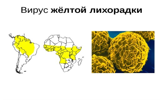 Период желтой лихорадки. Желтая лихорадка этиология. Желтая лихорадка возбудитель. Вирус желтой лихорадки.