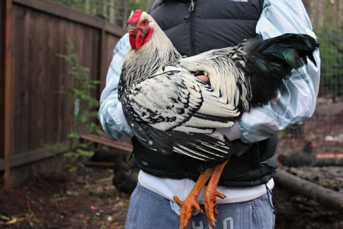 silver laced wyandotte rooster