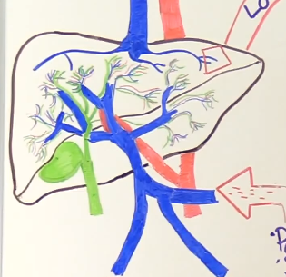 liver anatomy, blood flow