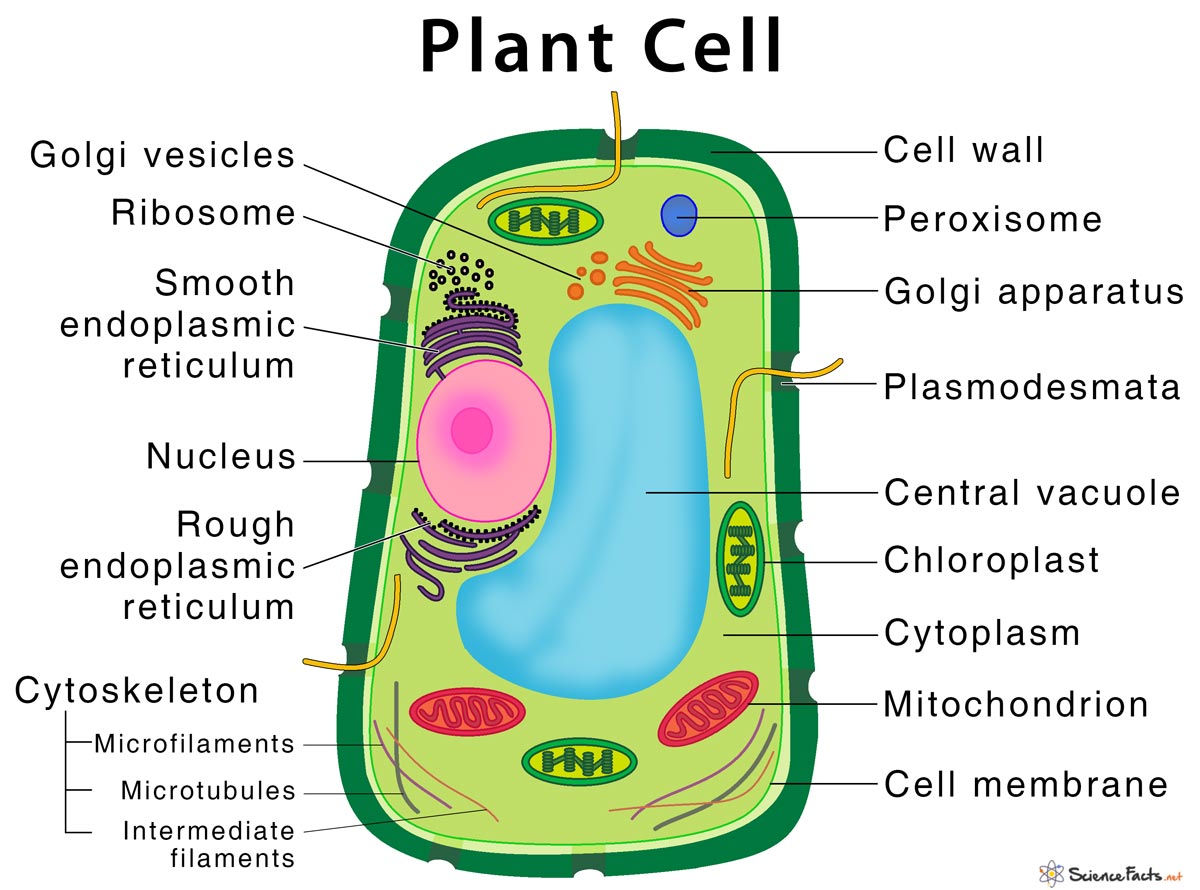 Plant Cell diagram