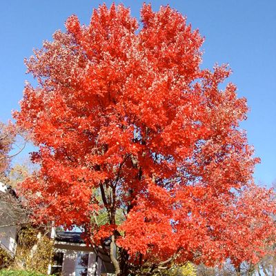 Red Sunset® Maple