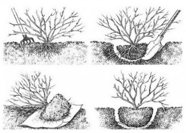 Пересадка крыжовника