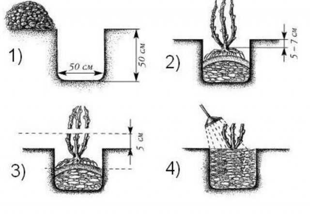 Этапы посадки саженца крыжовника