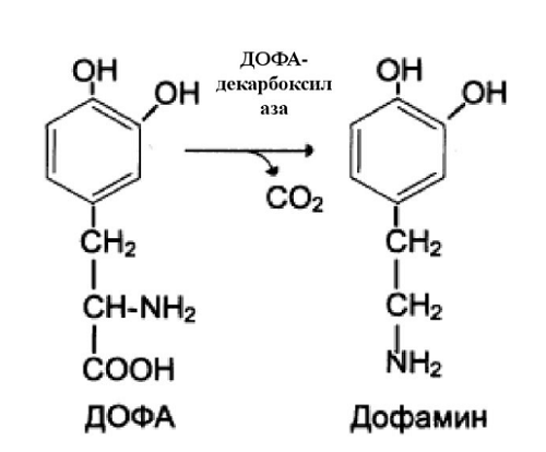 синтез дофамина